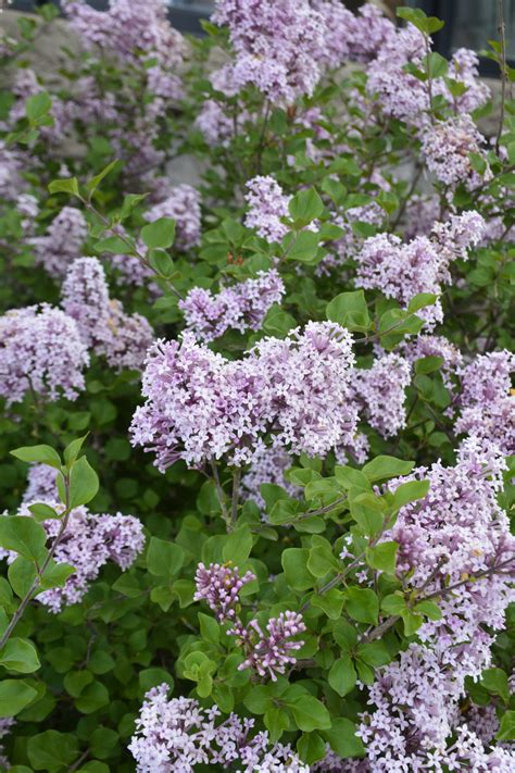 Dwarf Korean Lilac Hedge