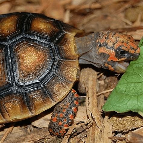 30 Types of Turtles: A Comprehensive Guide to Turtle Species - Reptile ...