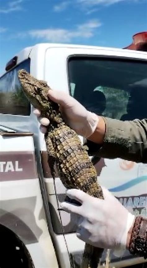 Guarda Ambiental De Saquarema Resgata Filhote De Jacar No Bairro