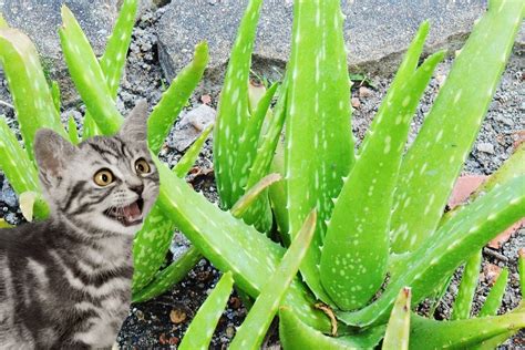 Aloe Vera Plants And Cats Are They Poisonous Planthd