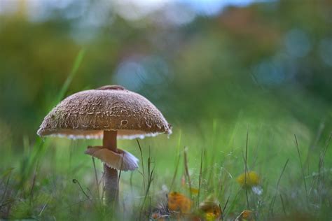 Mushroom in Close Up Shot · Free Stock Photo