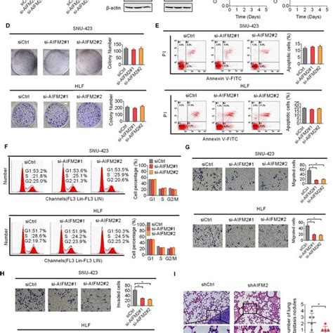 Forced Expression Of AIFM2 Promoted Metastasis Of HCC Cells In Vitro