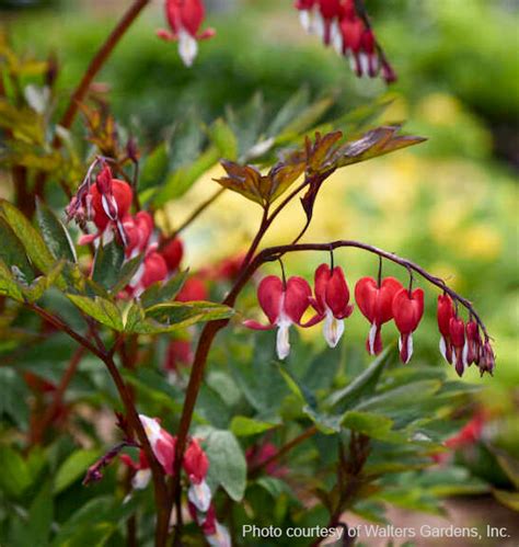 Red Bleeding Heart Dicentra Spectabilis Valentine