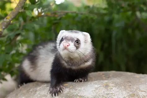 Sable Ferret - Facts, Size, Diet, Pictures - All Animal Facts