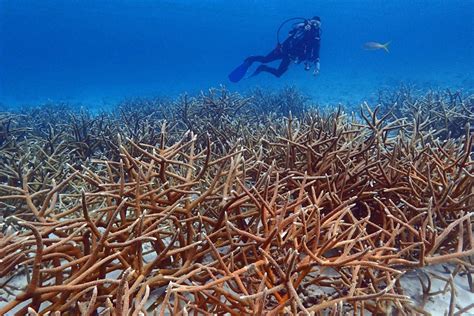 Restoring Coral Reefs Noaa Fisheries