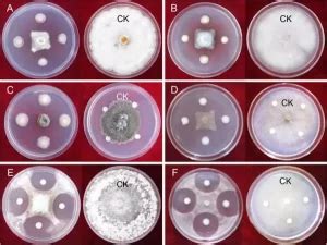 Paenibacillus Polymyxa Soil Probiotics For Plants Novobac