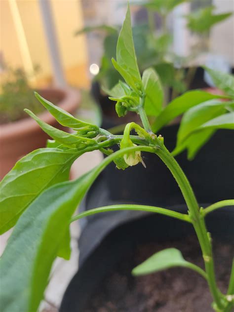 Who Are Those Green Bugs In My Pepper Plant R Gardening