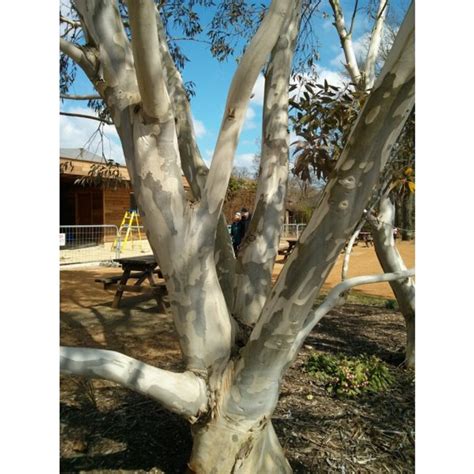 Eucalyptus Pauciflora Subsp Niphophila