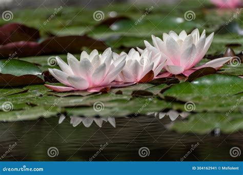 Pink Lotus Water Lily Flower In Pond Waterlily With Green Leaves