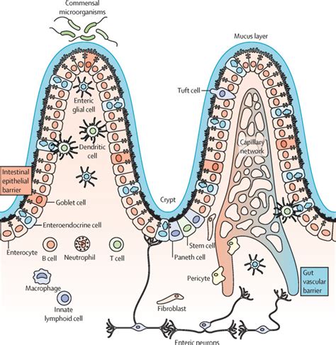 The Intestinal Barrier In Disorders Of The Central Nervous System The