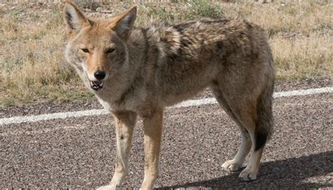 Coyotes in the Texas Hill Country: Are They Dangerous to Humans?