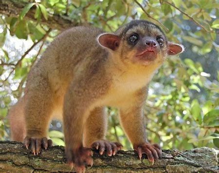 Fast Facts: Kinkajou