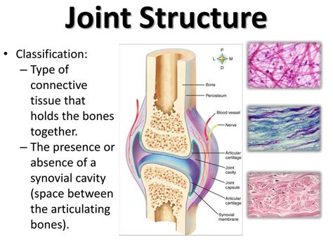 Ppt Joints Powerpoint Presentation Free Download Id2034256