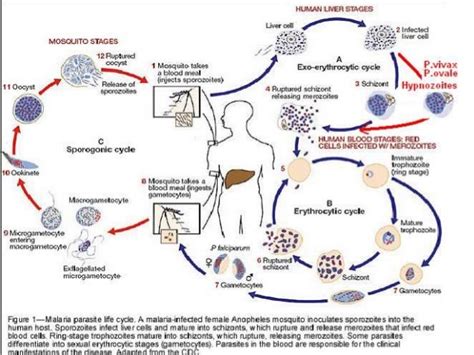 Plasmodium Life Cycle CDC