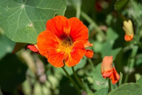 A Helpful Guide To Growing Nasturtiums Properly Rooted