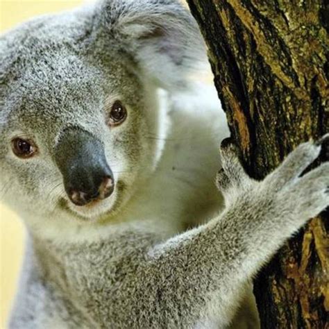 Australia Declara A Los Koalas Como Especie En Peligro