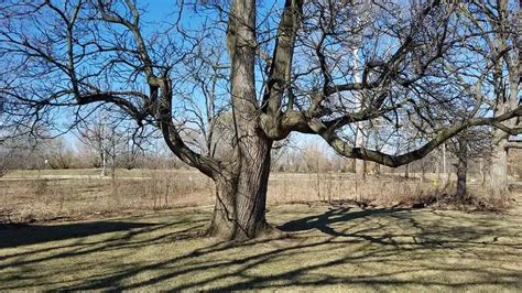 9 Deciduous Trees To Grow In Your Colorado Yard Or Garden