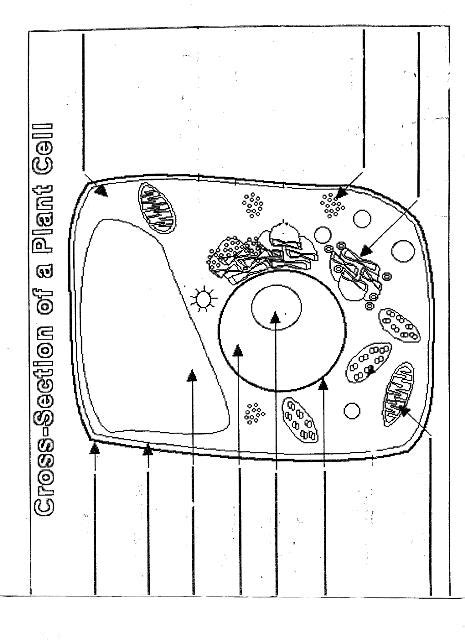 13 Parts Of A Plant Cell Worksheet Free Pdf At