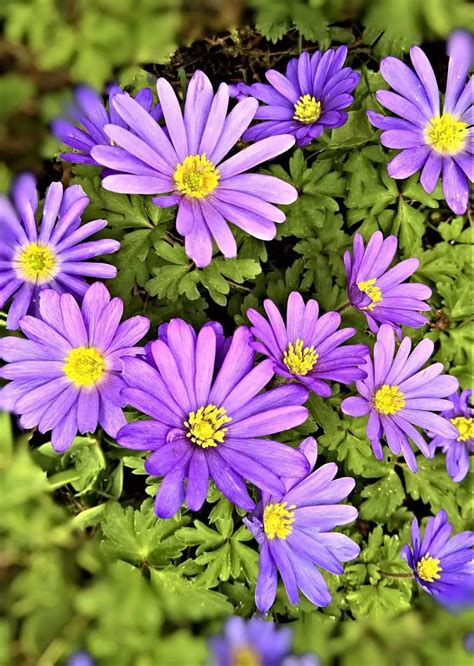 Anemone Blanda Violet Star Winter Windflower X 15 Enchanted