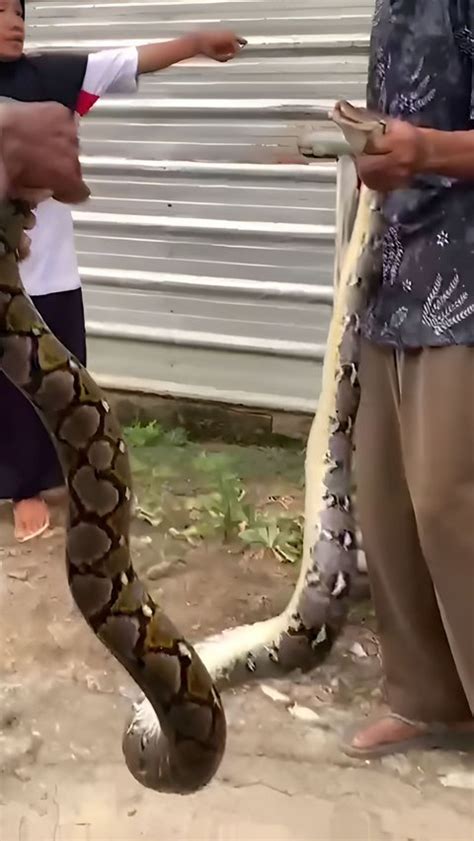 Heboh Video Penangkapan Ular Piton Berkepala Dua Di Rumah Warga