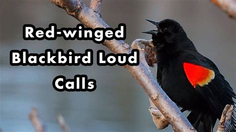 What Does A Red Winged Blackbird Sound Like Red Winged Blackbird