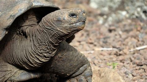 Una nueva especie de tortuga gigante es descubierta en Galápagos