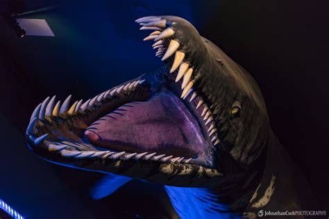 Camden Aquarium – 2019 – Johnathan Cseh Photography