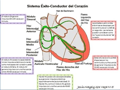 Fisiologia1 Sistema De Conduccion