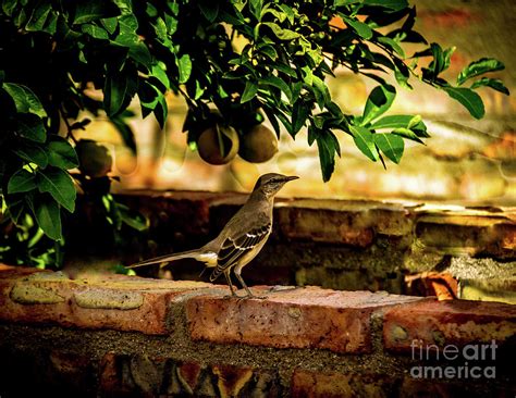 Mocking Bird On Brick Wall Photograph By Robert Bales Pixels