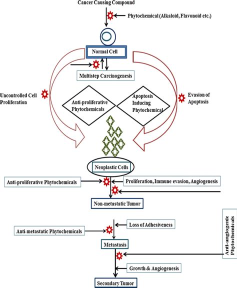 Anticancer Potential Of Medicinal Plants And Their Phytochemicals A