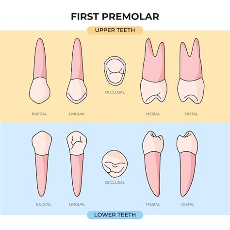 Conjunto de anatomía del primer premolar superior e inferior en varios