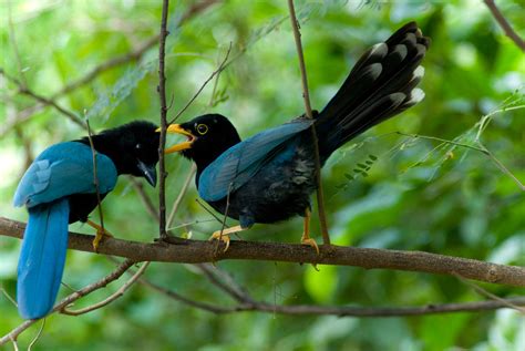 Yucat N Jay Birds Of Belize Inaturalist