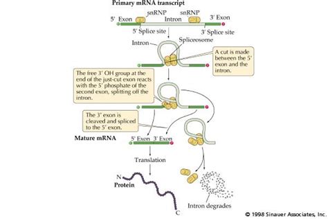 Molecular Genetic Book Rna Splicing