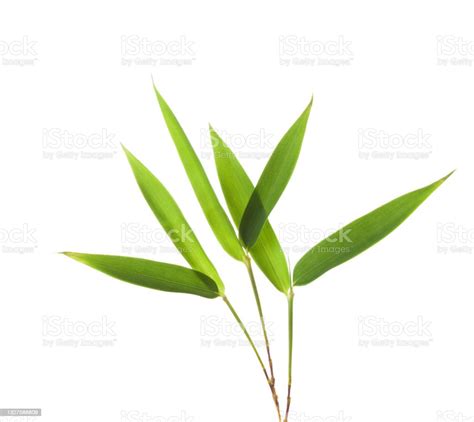 Green Bamboo Leaves Isolated On White Background Stock Photo Download