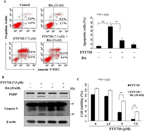 Effects Of The Autophagic Inhibitor On FTY720 Induced Apoptosis A