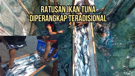 500 Ekor Ikan Tuna Terperangkap Ditambak YouTube