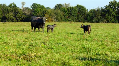 Managing Fertility While Grazing Fescue