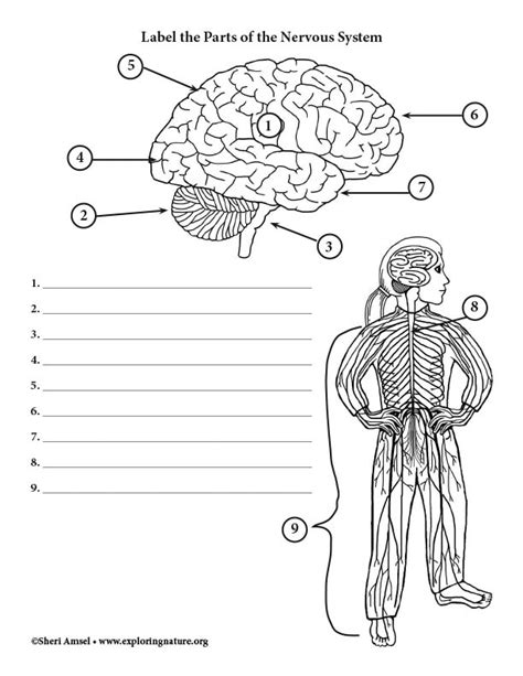 Parts Of The Nervous System Worksheet