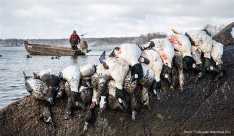 Best Duck Hunting States Onx Hunt