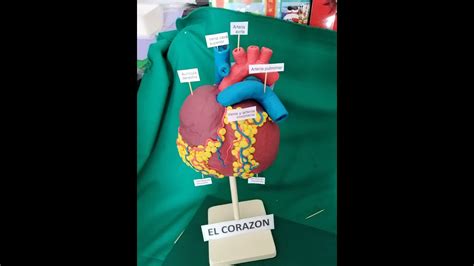 MAQUETA DEL CORAZÓN PARTE 1 ECULPIDO DEL CORAZON EN ESPUMA FLEX YouTube