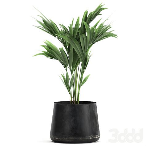 Красивая маленькая пальма в черном цветочном горшке Howea forsteriana ...