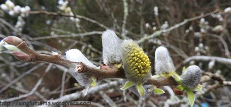 Macro Moment Pussy Willow Catkin Xingfumama
