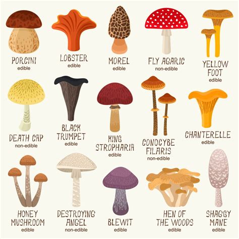 Mushrooms Types Pictures At Mechelle Ryles Blog