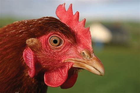 Beak trimming trends - Canadian Poultry MagazineCanadian Poultry Magazine