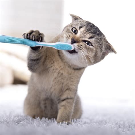 Pet Oral Care In Maiden, NC | East Catawba Animal Clinic