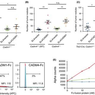 Knockdown Of Cadm In Atl And Htlvitransformed Tcell Reduced