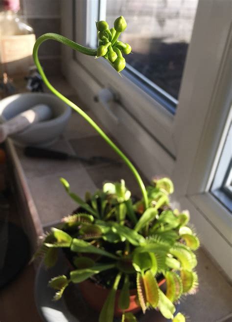 Venus Flytrap Flower