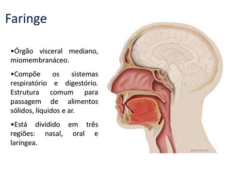 Faringe Anatomia Anatom A Humana Studocu Mobile Legends