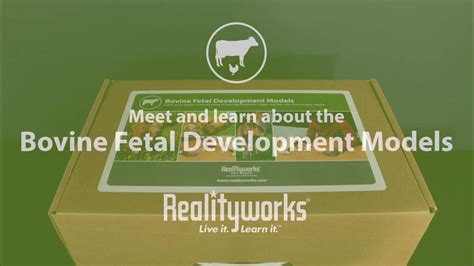 Bovine Fetal Development Models Youtube