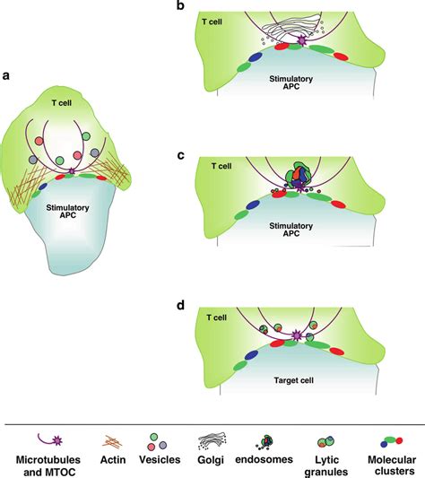 Polarized Vesicle Traffic To The Immunological Synapse A Antigen